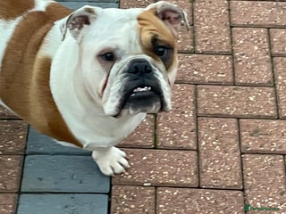 English Bulldog dogs Auroa - Advert 5