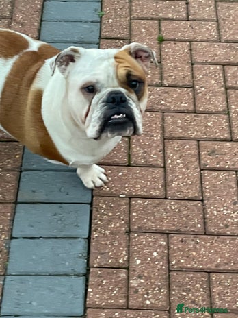 English Bulldog dogs Auroa - Advert 5