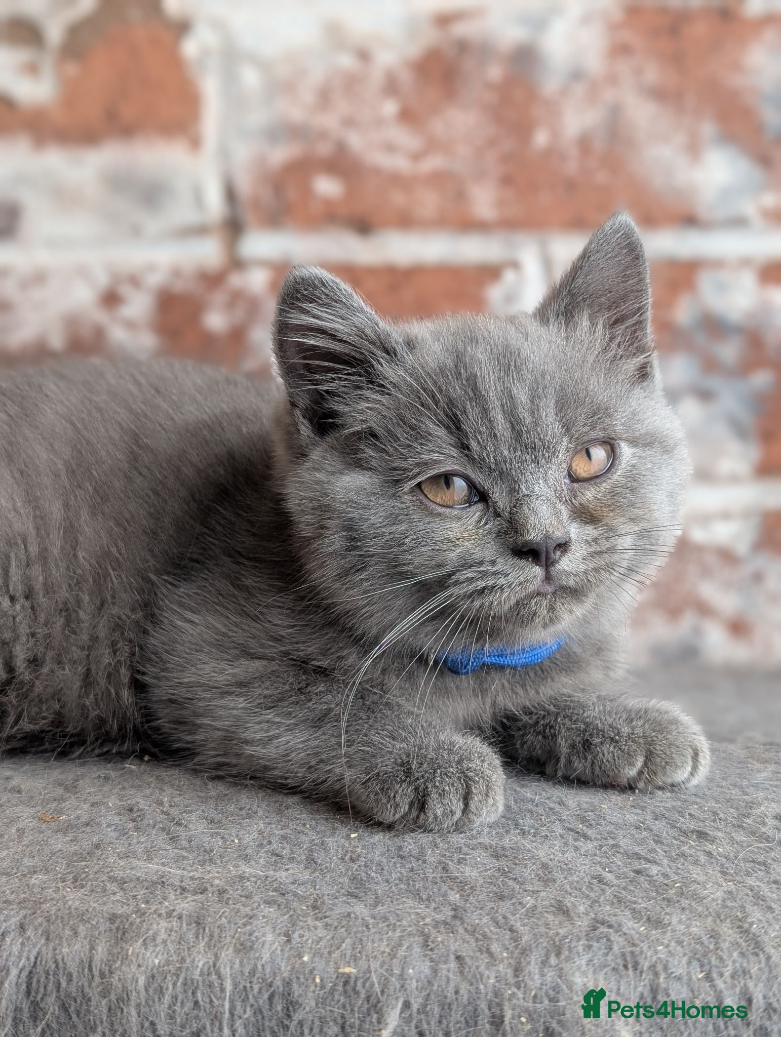 British Shorthair cats British shorthair and longhair kittens  - Advert 17