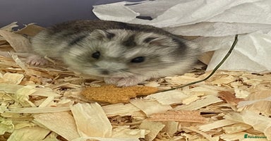 Hamster rodents - Advert 5