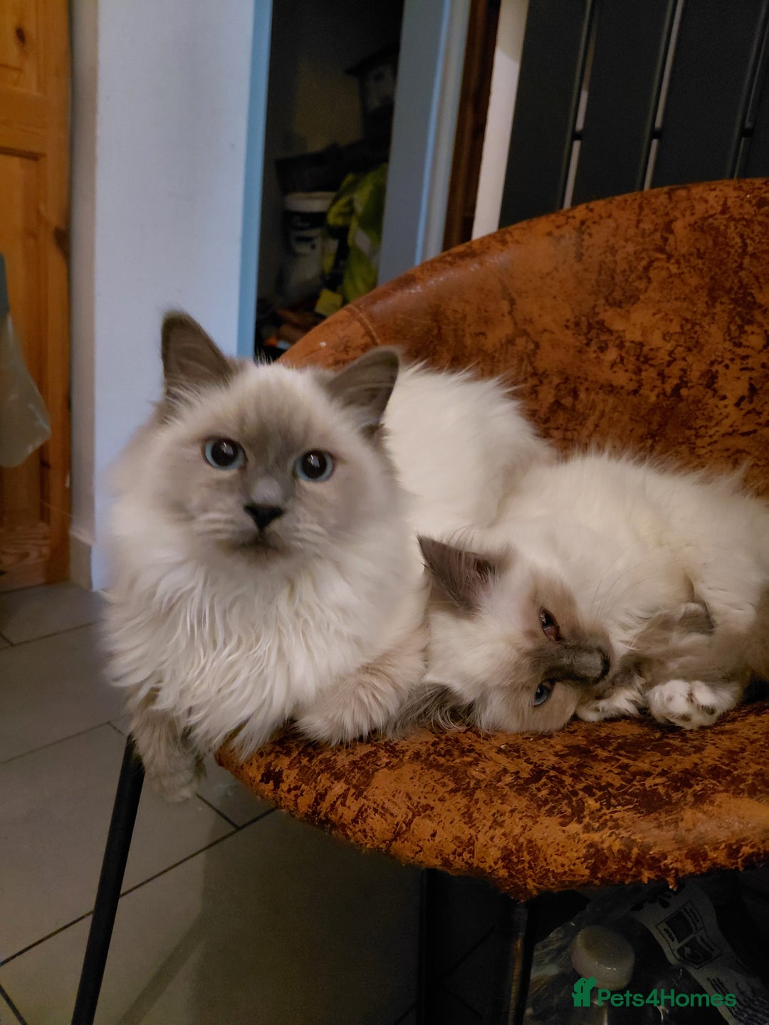 Birman cats for sale: Birman kittens  - Advert 12