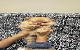 Pomeranian dogs for sale: Stunning littler of KC Pom puppies - Advert 15