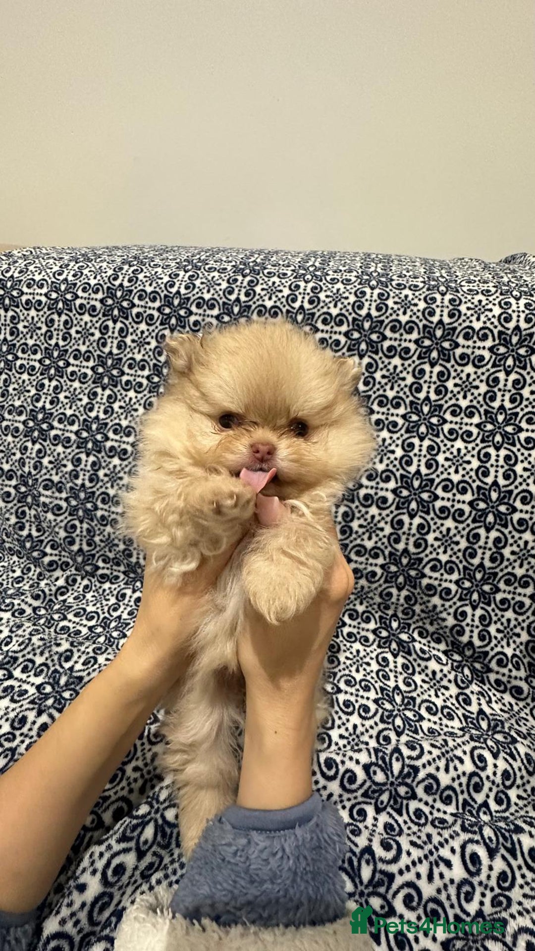 Pomeranian dogs for sale: Stunning littler of KC Pom puppies - Advert 15