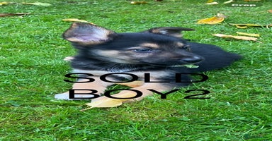 German Shepherd dogs - Advert 3