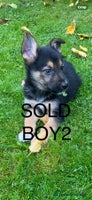 German Shepherd dogs - Advert 8