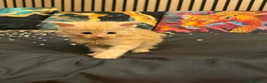 Maine Coon 2