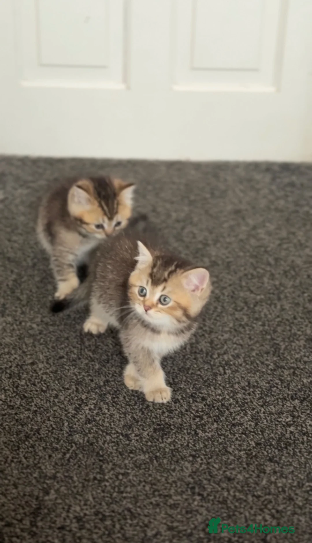 British Shorthair cats for sale: Two golden brown boys & 1 white girl available  - Advert 2