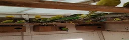 Parrots birds for sale: Energetic Parrots – Full of Life & Fun Available in Taunton - Advert 6