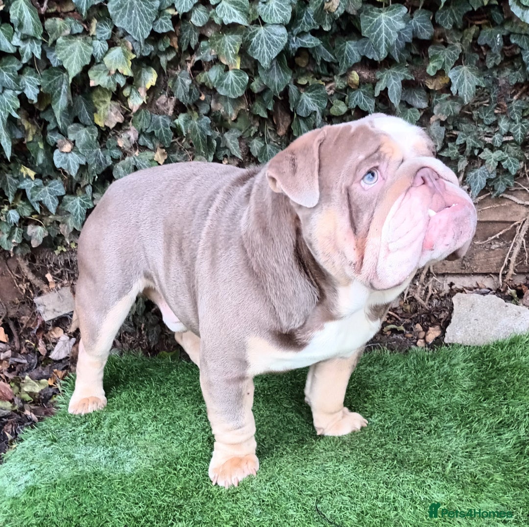 English Bulldog dogs for stud: Dog for stud in Dagenham - Advert 16