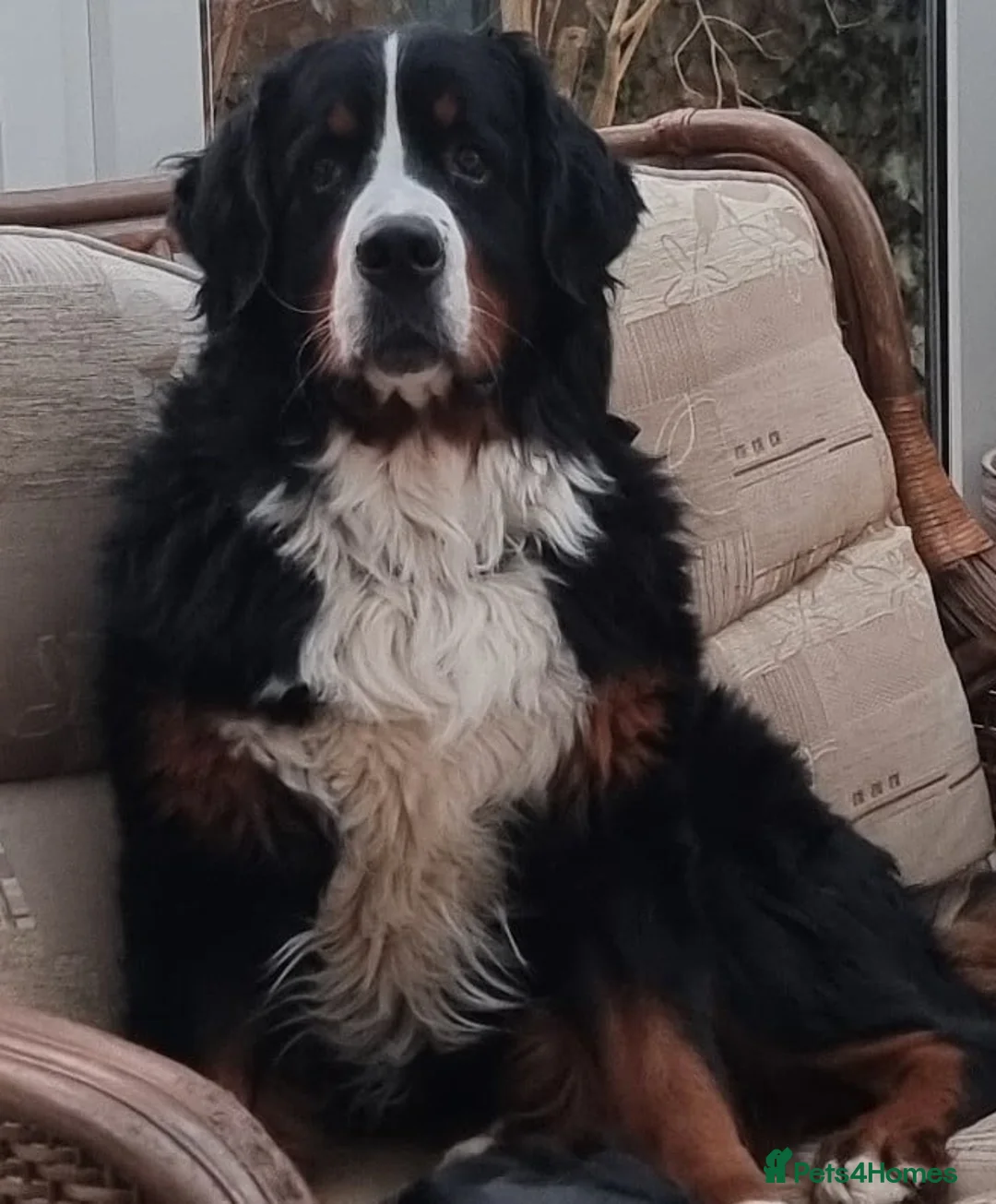 Bernese Mountain Dog dogs for stud: Stud Dog - Bernese Mountain Dog (KC registered) - Advert 1