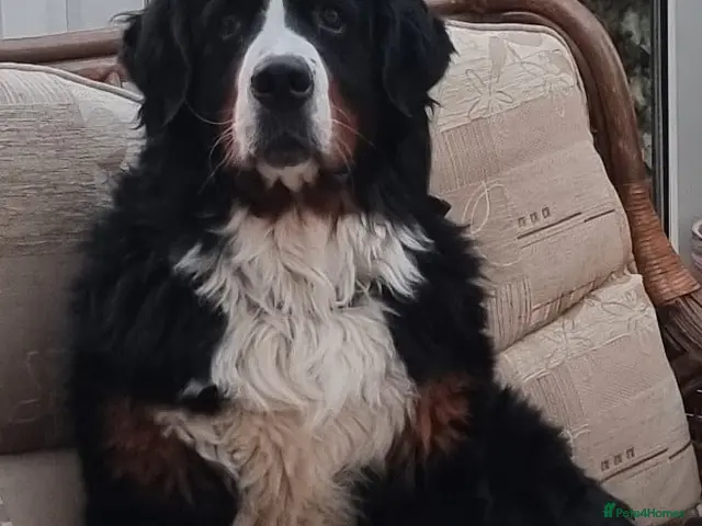 Bernese Mountain Dog dogs for stud: Stud Dog - Bernese Mountain Dog (KC registered) - Advert 1