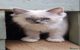 Ragdoll cats for sale: Ragdoll Male  - Image 5