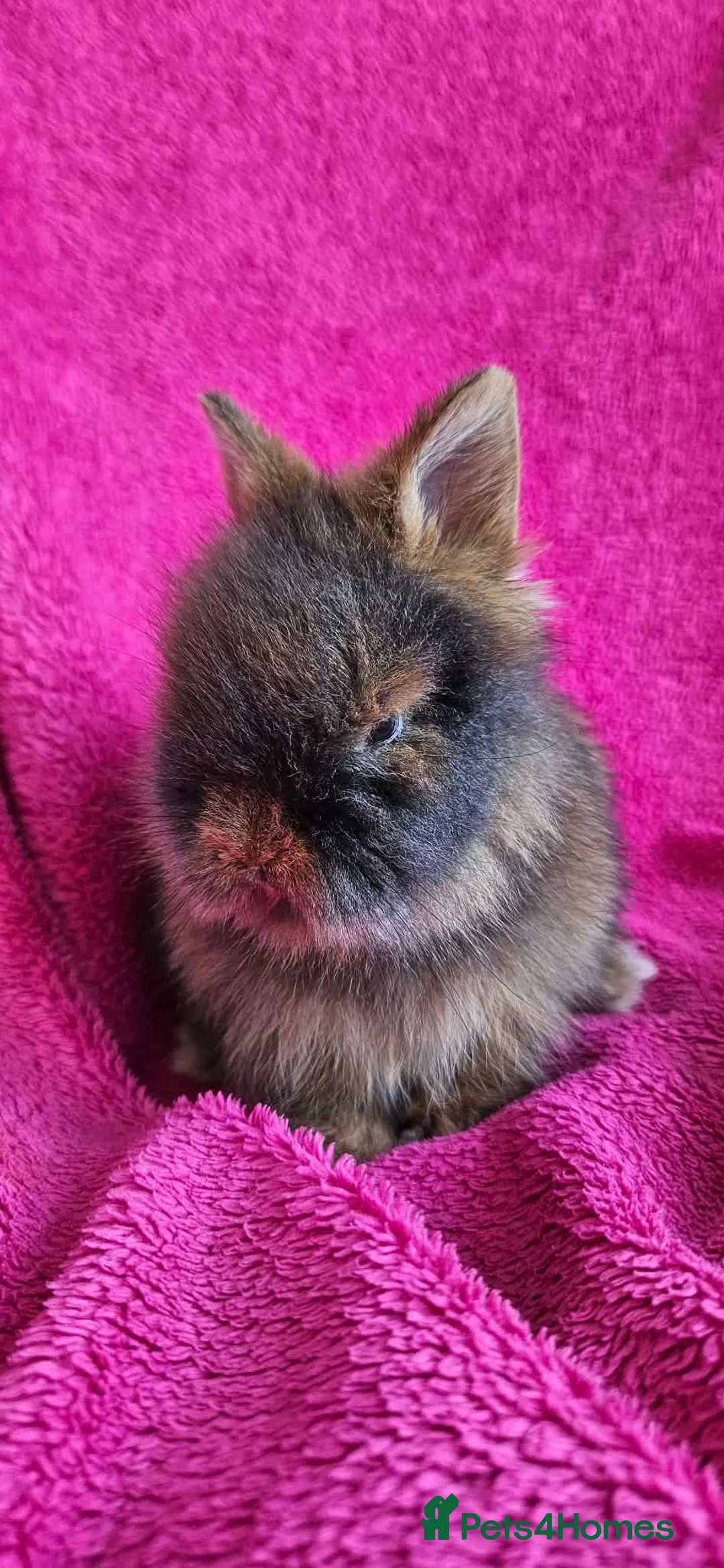 Lionhead rabbits for sale: Adorable Double-Maned Lionhead Rabbit 🐇  - Advert 2