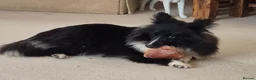 Shetland Sheepdog dogs for sale: Bi black shetland sheepdog  in Spalding - Advert 6