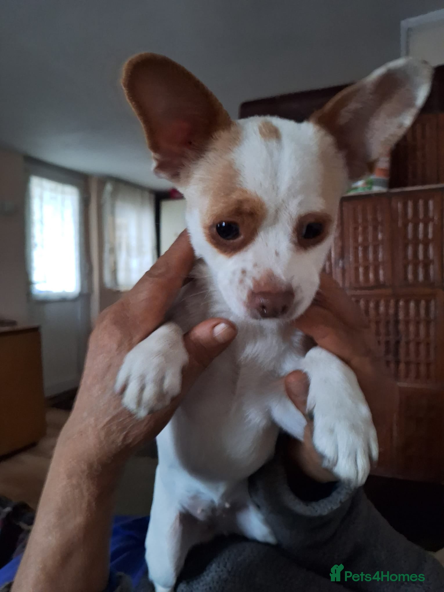 Mixed Breed dogs 🐾🤍 ROXY – The Tiny Companion Left Behind 🤍🐾 - Advert 2