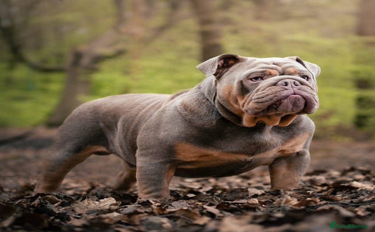 English Bulldog dogs - Advert 2