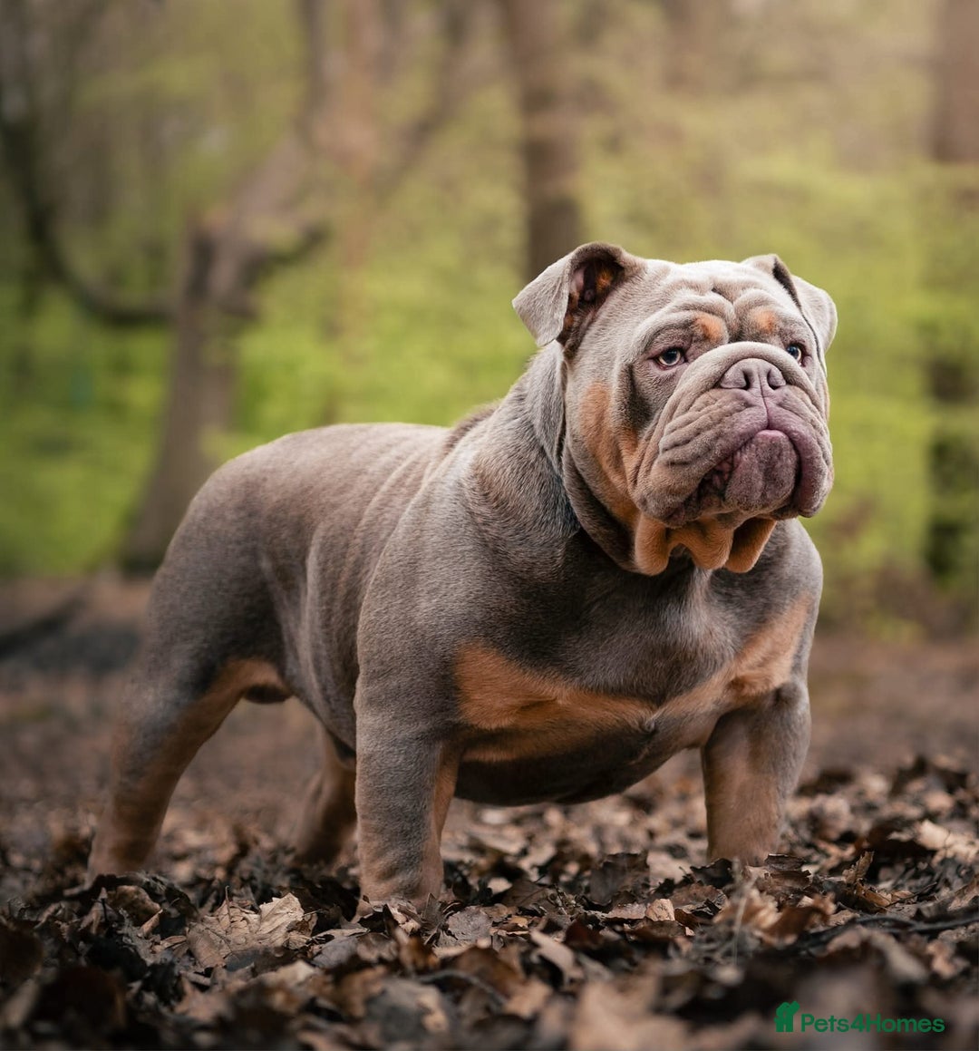 English Bulldog dogs for stud: Charlie for stud lilac and tan fullsuit - Image 4
