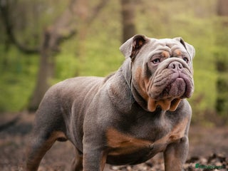 English Bulldog dogs Charlie for stud lilac and tan fullsuit - Advert 1