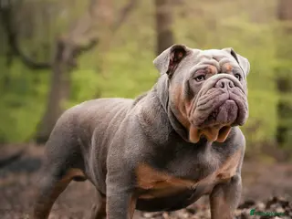 English Bulldog dogs Charlie for stud lilac and tan fullsuit - Advert 2