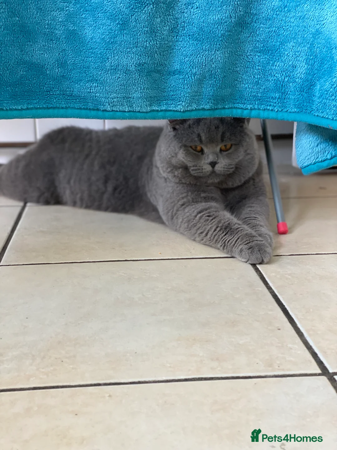 British Shorthair cats for stud: British Shorthair Fluffy Stud  in Colchester - Advert 7