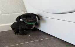 Mixed Breed dogs for sale: 6 beautiful jack russle cross cocker spaniels  - Image 9