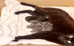 Mixed Breed cats for sale: Last baby boy left - Image 3