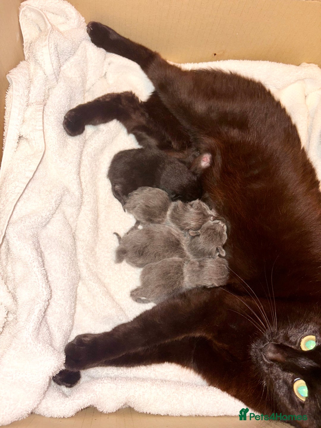 Mixed Breed cats for sale: Last baby boy left - Image 3