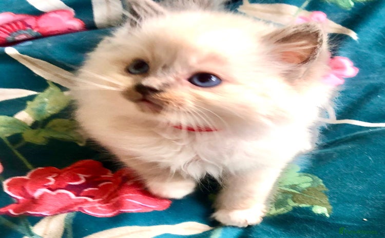 Ragdoll cats - Advert 15