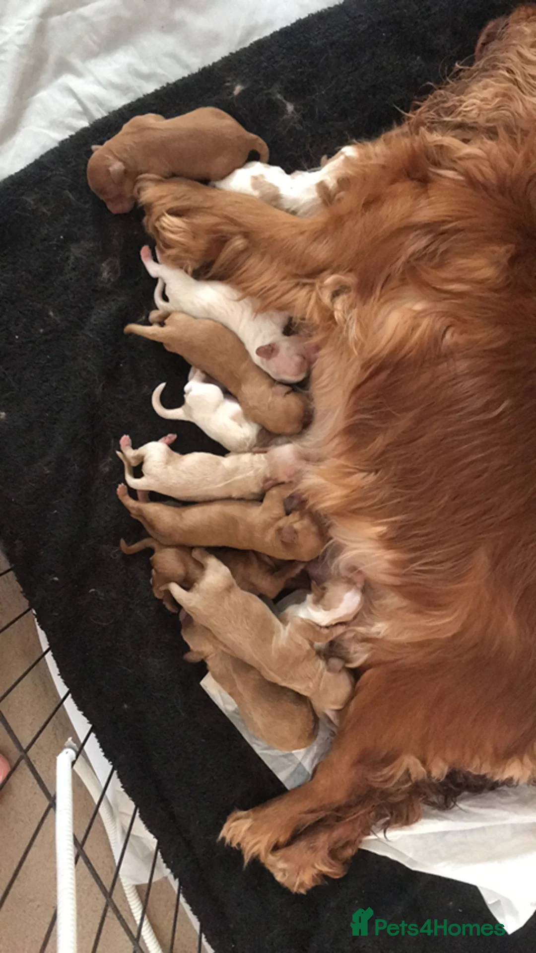 Toy Poodle dogs for stud: Champion Line KC Apricot Toy Poodle Stud in Ringwood - Advert 37