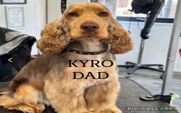 Cocker Spaniel dogs for sale: Show type cocker spaniels  - Image 28