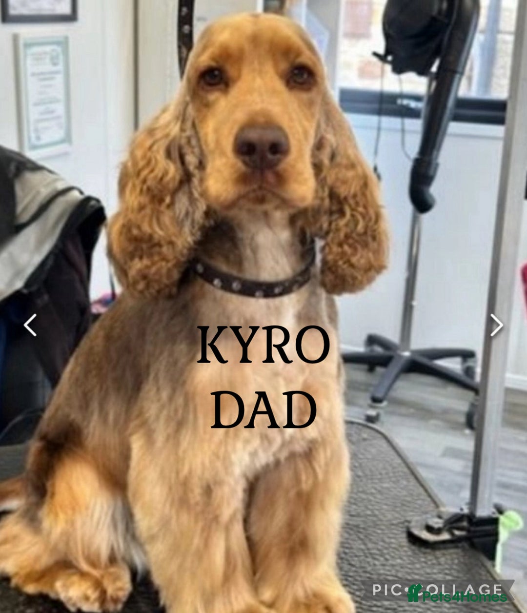 Cocker Spaniel dogs for sale: Show type cocker spaniels  - Image 28