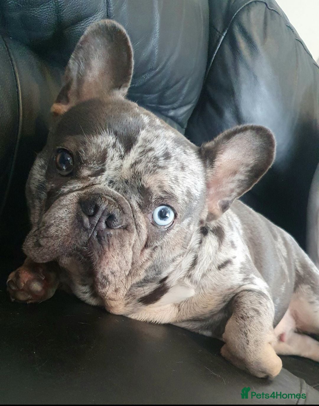 French Bulldog dogs Blue merle Princess dede  - Advert 3
