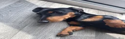 Miniature Dachshund dogs for sale: Miniature dachshund boy  in Faversham - Advert 2