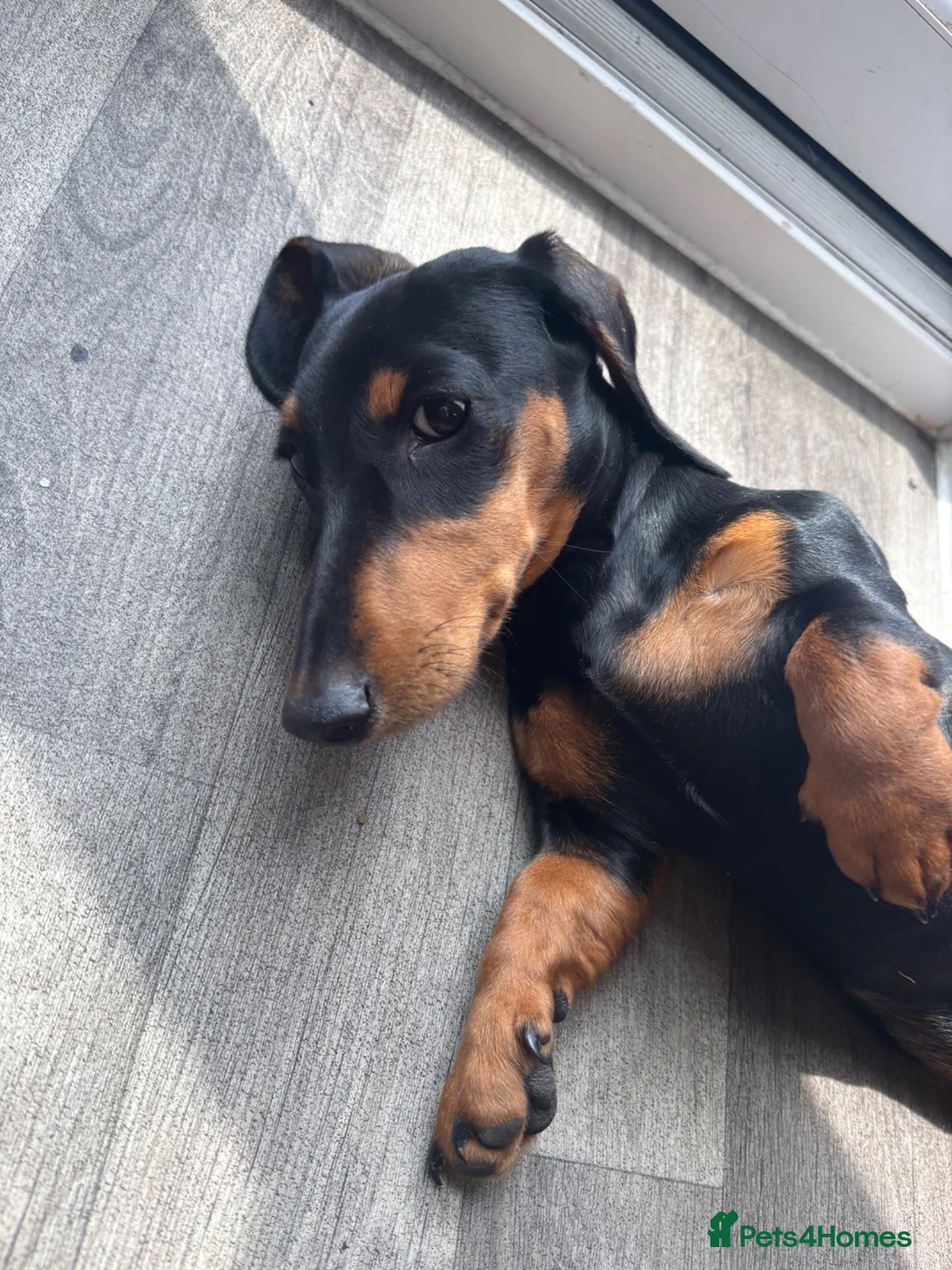 Miniature Dachshund dogs for sale: Miniature dachshund boy  in Faversham - Advert 2