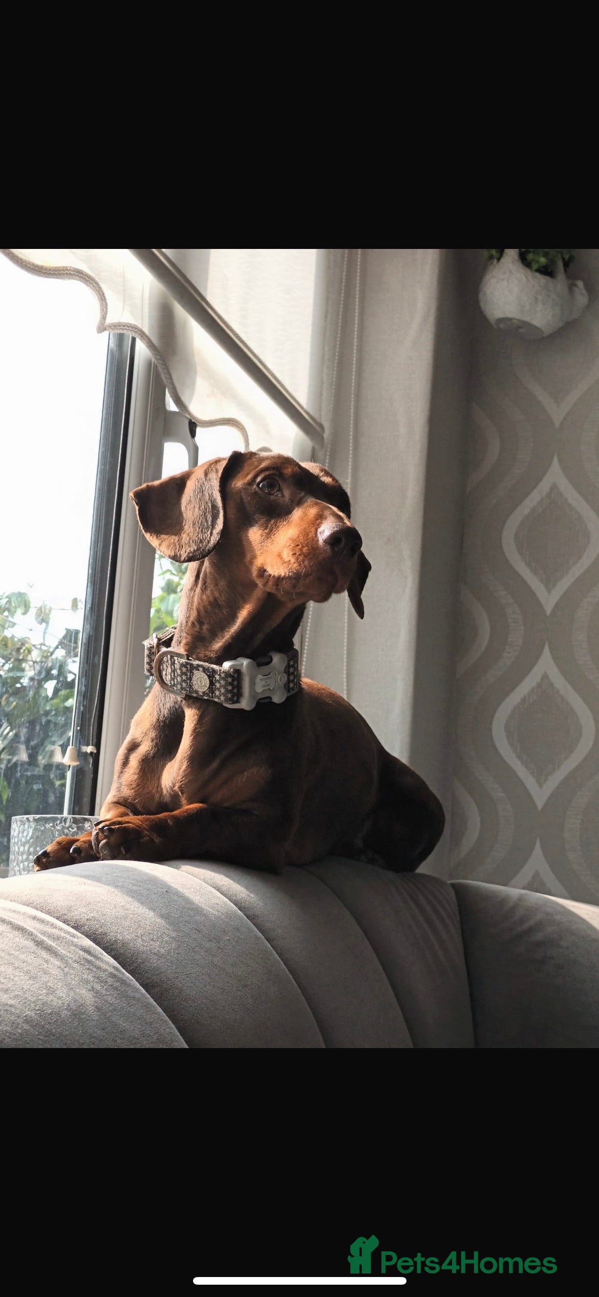 Miniature Dachshund dogs KC Miniature Dachshund in Liverpool - Advert 2