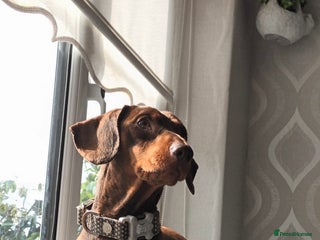 Miniature Dachshund dogs in Liverpool - Advert 27