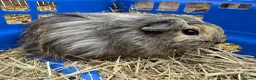 Guinea Pig rodents for sale: Guinea pigs for sale - Advert 6