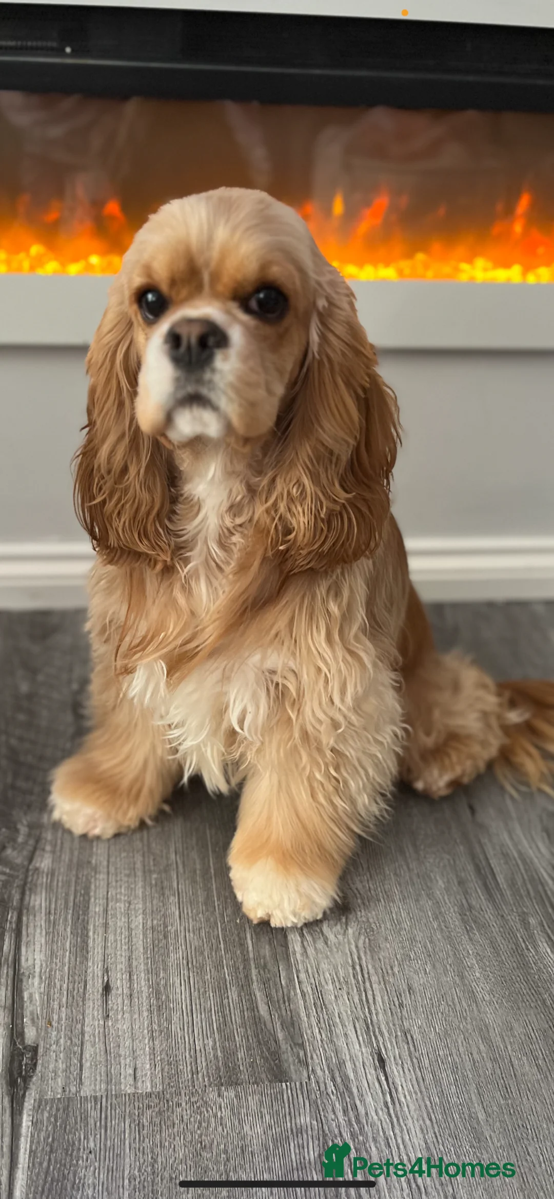 Cockapoo dogs for sale: American Cockapoo f1 puppy's  in Glasgow - Advert 1