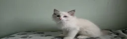 Ragdoll cats for sale: GCCF-registered Ragdoll kittens - Advert 21