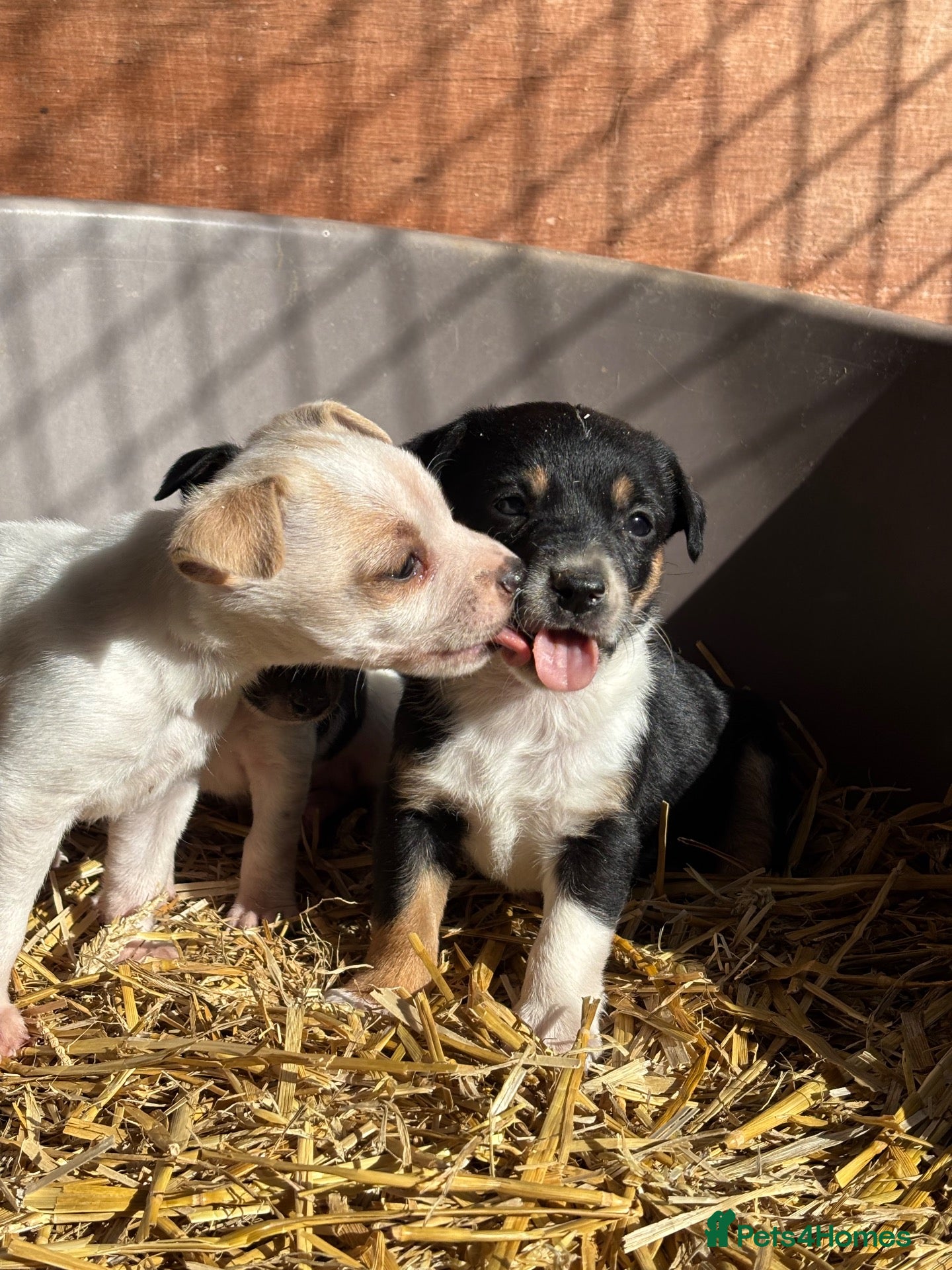 Jack Russell dogs jack Russel puppies for sale  - Advert 2