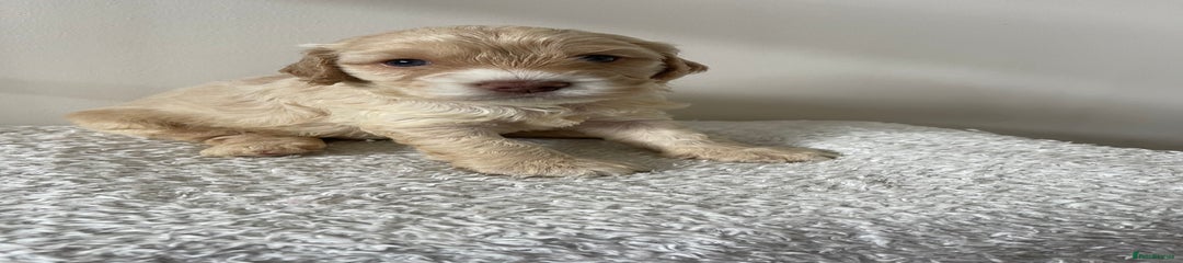 Cockapoo Puppy 3