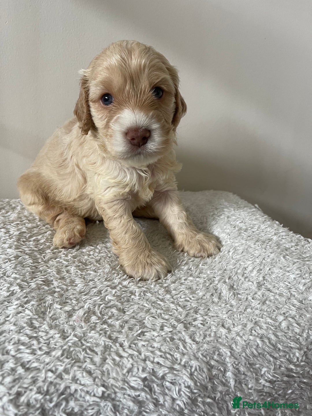 Cockapoo dogs for sale: Adorable F1 Cockerpoo puppies - Image 25
