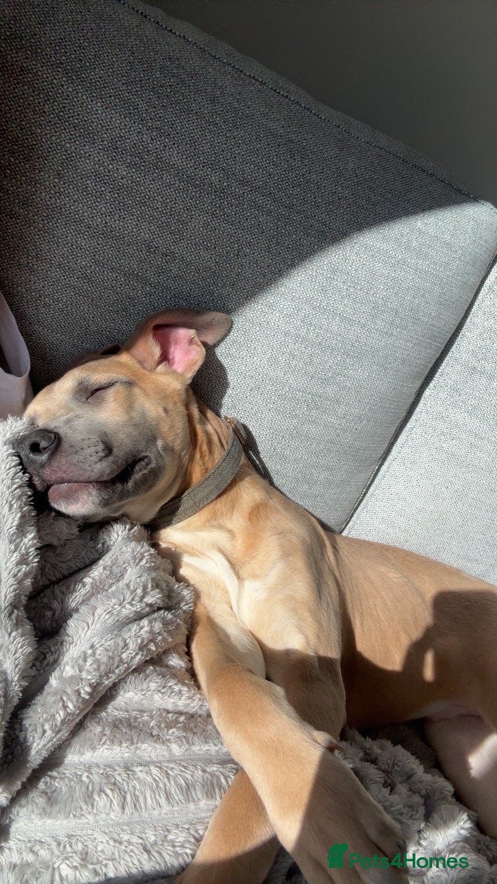 Mixed Breed dogs German shepherd cross American bulldog for sale  - Advert 7