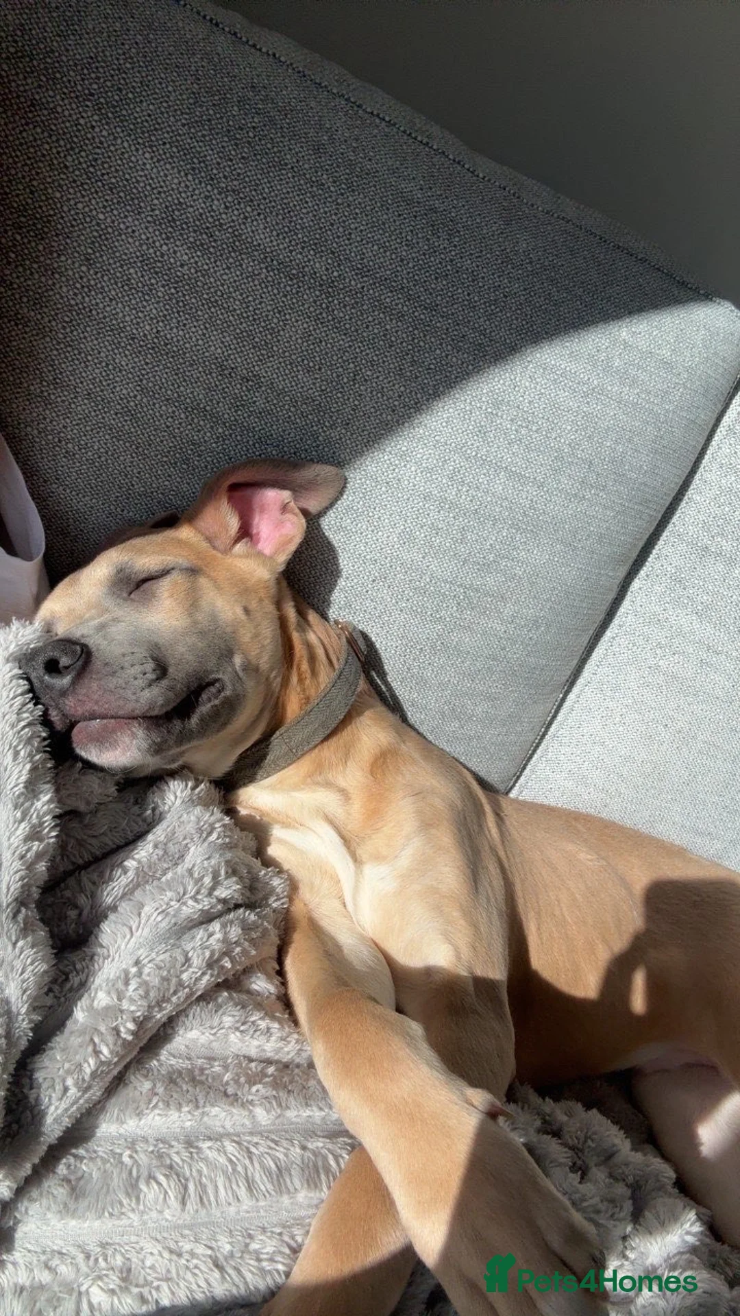 Mixed Breed dogs for sale: German shepherd cross American bulldog for sale  - Advert 2