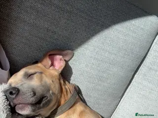 Mixed Breed dogs German shepherd cross American bulldog for sale - Advert 2