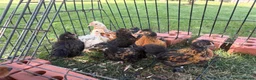 Chickens poultry for sale: Pekin chicks  - Advert 2
