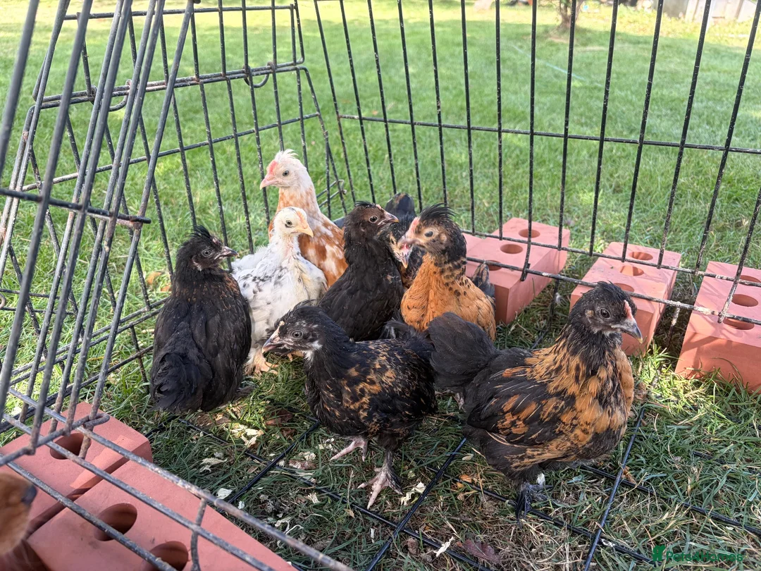 Chickens poultry for sale: Pekin chicks  - Advert 2