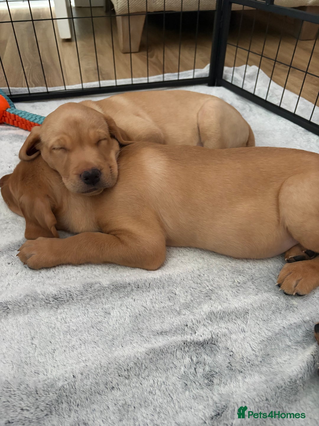 Labrador Retriever dogs for sale: 3x chunky Labradors for sale  - Advert 5