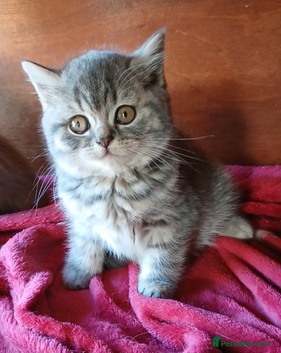 British Shorthair cats for sale: Beautiful British Shorthaired female kitten  - Advert 1