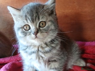 British Shorthair cats Beautiful British Shorthaired female kitten - Advert 1